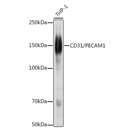 Western Blot - Anti-CD31 Antibody (A88142) - Antibodies.com