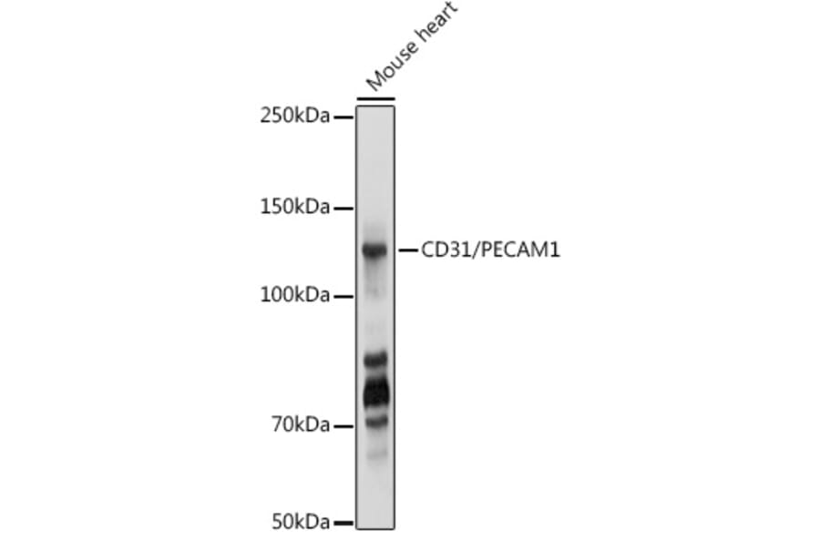 Western Blot - Anti-CD31 Antibody (A88142) - Antibodies.com