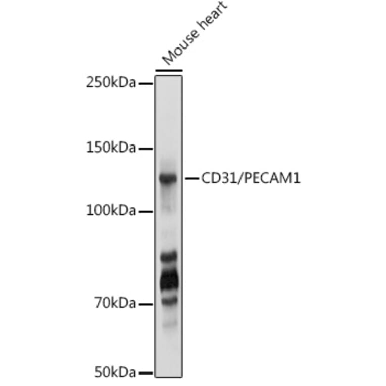 Western Blot - Anti-CD31 Antibody (A88142) - Antibodies.com