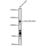 Western Blot - Anti-CD31 Antibody (A88142) - Antibodies.com