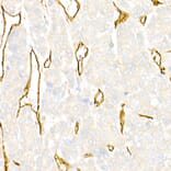 Immunohistochemistry - Anti-CD31 Antibody (A88142) - Antibodies.com