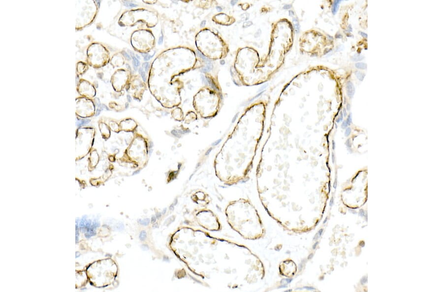 Immunohistochemistry - Anti-CD31 Antibody (A88142) - Antibodies.com