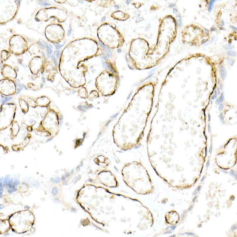 Immunohistochemistry - Anti-CD31 Antibody (A88142) - Antibodies.com