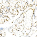 Immunohistochemistry - Anti-CD31 Antibody (A88142) - Antibodies.com