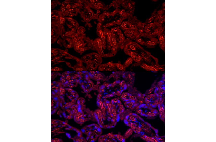 Immunofluorescence - Anti-CD31 Antibody (A88142) - Antibodies.com