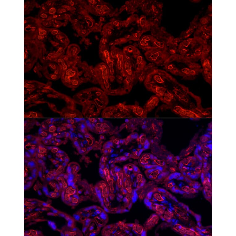 Immunofluorescence - Anti-CD31 Antibody (A88142) - Antibodies.com