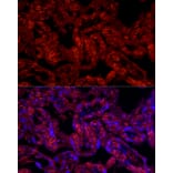 Immunofluorescence - Anti-CD31 Antibody (A88142) - Antibodies.com