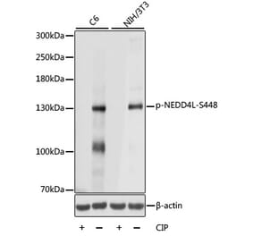 Western Blot - Anti-NEDD4-2 (phospho Ser448) Antibody (A88143) - Antibodies.com