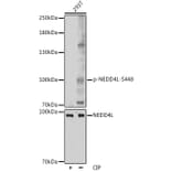 Western Blot - Anti-NEDD4-2 (phospho Ser448) Antibody (A88143) - Antibodies.com