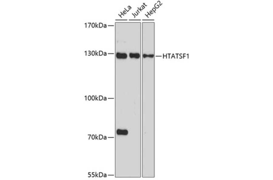 Western Blot - Anti-Tat-SF1 Antibody (A88145) - Antibodies.com