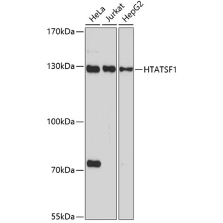 Western Blot - Anti-Tat-SF1 Antibody (A88145) - Antibodies.com