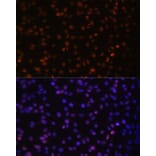 Immunofluorescence - Anti-Tat-SF1 Antibody (A88145) - Antibodies.com