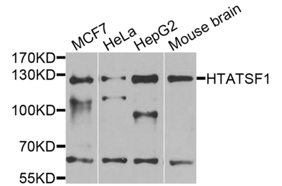 Western Blot - Anti-HTATSF1 Antibody (A13418) - Antibodies.com