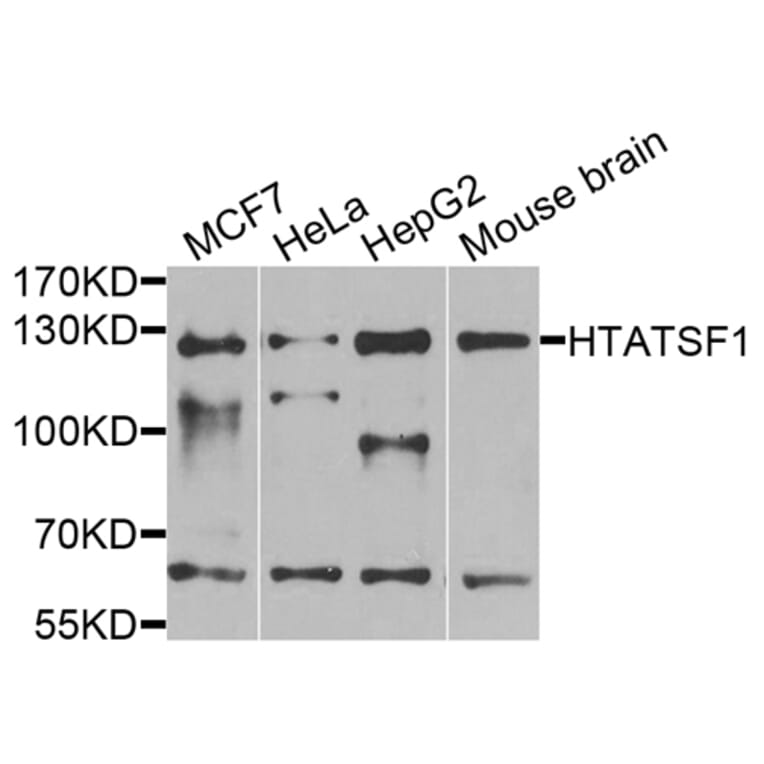 Western Blot - Anti-HTATSF1 Antibody (A13418) - Antibodies.com