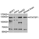 Western Blot - Anti-HTATSF1 Antibody (A13418) - Antibodies.com