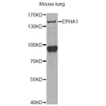 Western Blot - Anti-EPHA1 Antibody (A13301) - Antibodies.com