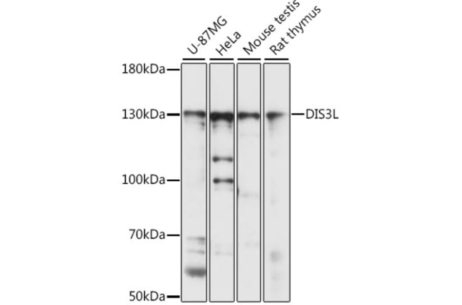 Western Blot - Anti-DIS3L Antibody (A88149) - Antibodies.com