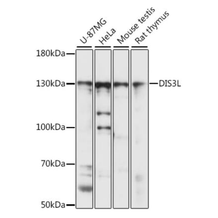 Western Blot - Anti-DIS3L Antibody (A88149) - Antibodies.com