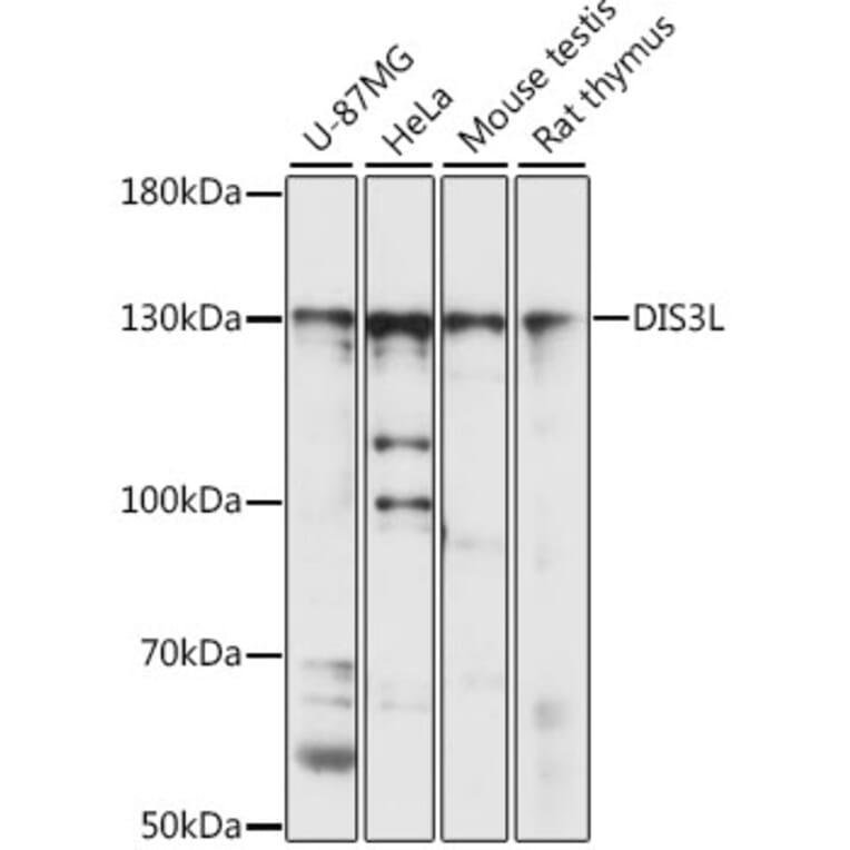 Western Blot - Anti-DIS3L Antibody (A88149) - Antibodies.com