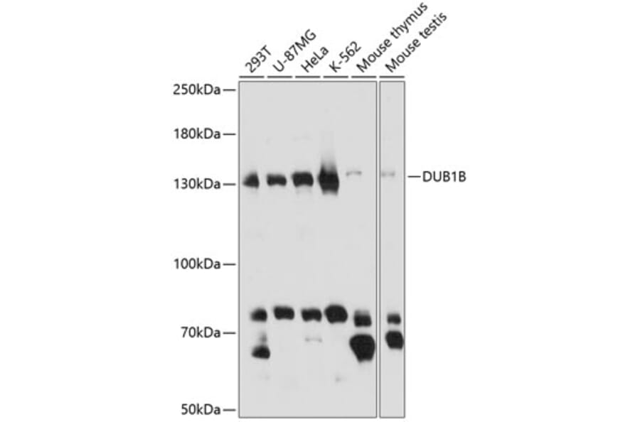 Western Blot - Anti-BUB1B Antibody (A14525) - Antibodies.com
