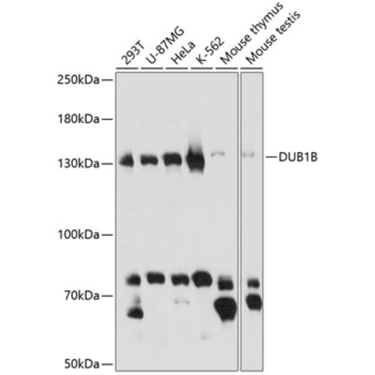 Western Blot - Anti-BUB1B Antibody (A14525) - Antibodies.com