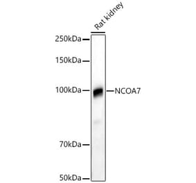 Western Blot - Anti-NCOA7 Antibody (A88152) - Antibodies.com