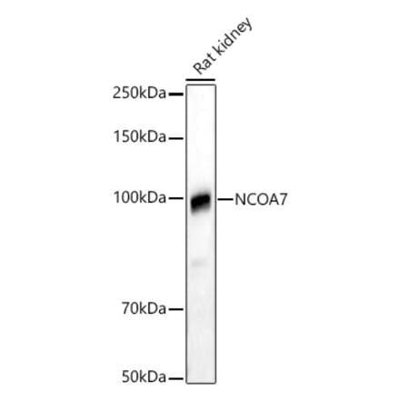 Western Blot - Anti-NCOA7 Antibody (A88152) - Antibodies.com