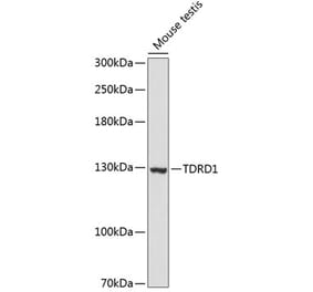 Western Blot - Anti-TDRD1 Antibody (A88153) - Antibodies.com