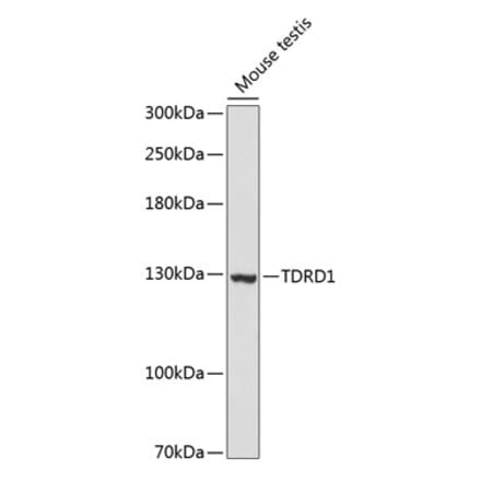 Western Blot - Anti-TDRD1 Antibody (A88153) - Antibodies.com