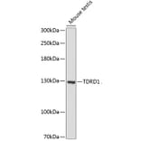Western Blot - Anti-TDRD1 Antibody (A88153) - Antibodies.com