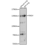 Western Blot - Anti-RAI14 Antibody (A88154) - Antibodies.com