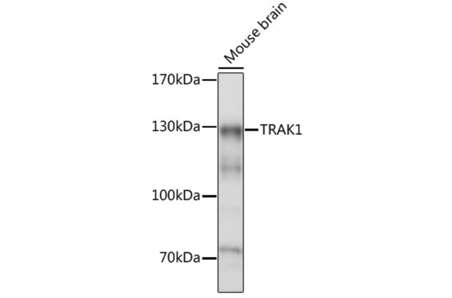 Western Blot - Anti-TRAK1 Antibody (A15249) - Antibodies.com