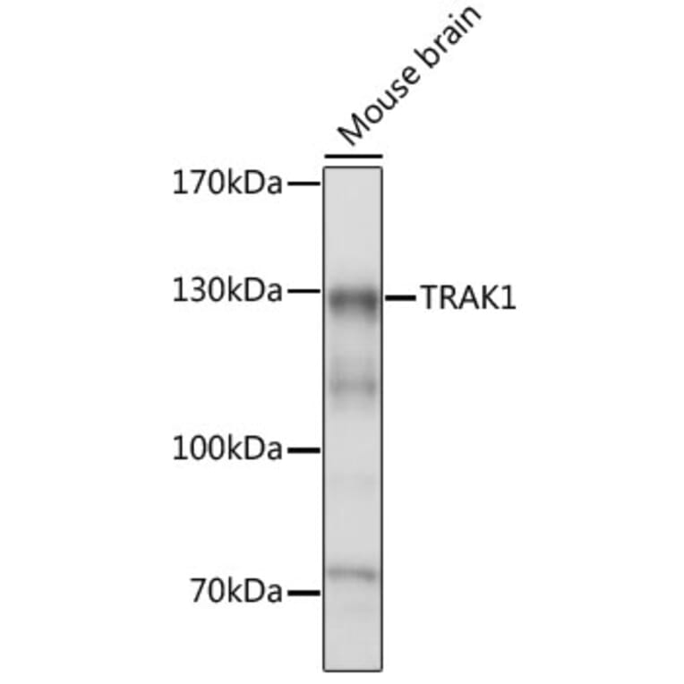 Western Blot - Anti-TRAK1 Antibody (A15249) - Antibodies.com