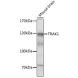 Western Blot - Anti-TRAK1 Antibody (A15249) - Antibodies.com