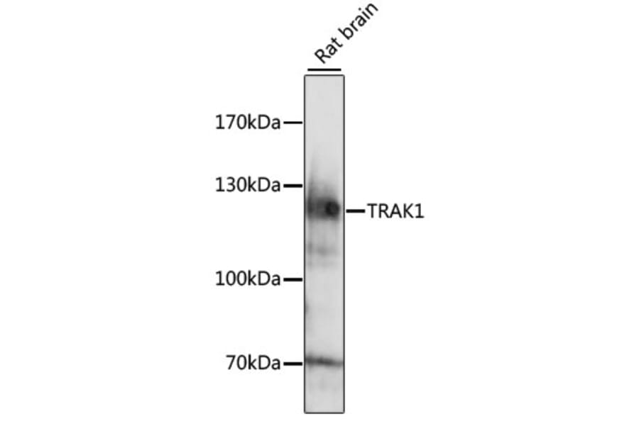 Western Blot - Anti-TRAK1 Antibody (A15249) - Antibodies.com