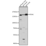 Western Blot - Anti-SF3A1 Antibody (A88157) - Antibodies.com