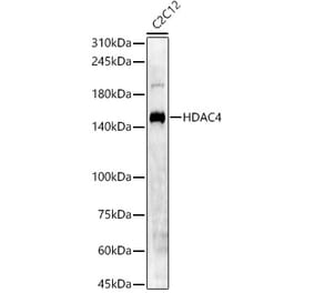 Western Blot - Anti-HDAC4 Antibody (A88158) - Antibodies.com