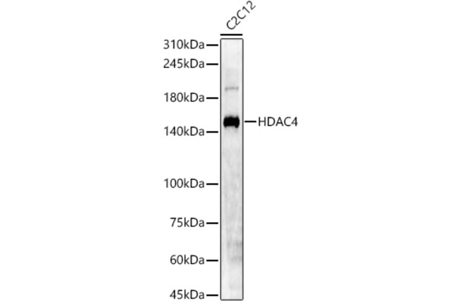 Western Blot - Anti-HDAC4 Antibody (A88158) - Antibodies.com