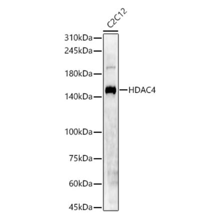 Western Blot - Anti-HDAC4 Antibody (A88158) - Antibodies.com