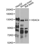 Western Blot - Anti-HDAC4 Antibody (A12552) - Antibodies.com