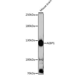 Western Blot - Anti-AEBP1 Antibody (A88167) - Antibodies.com