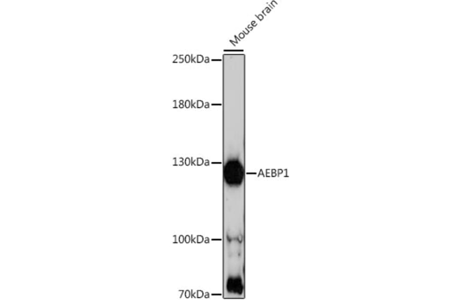 Western Blot - Anti-AEBP1 Antibody (A88167) - Antibodies.com