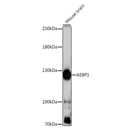 Western Blot - Anti-AEBP1 Antibody (A88167) - Antibodies.com