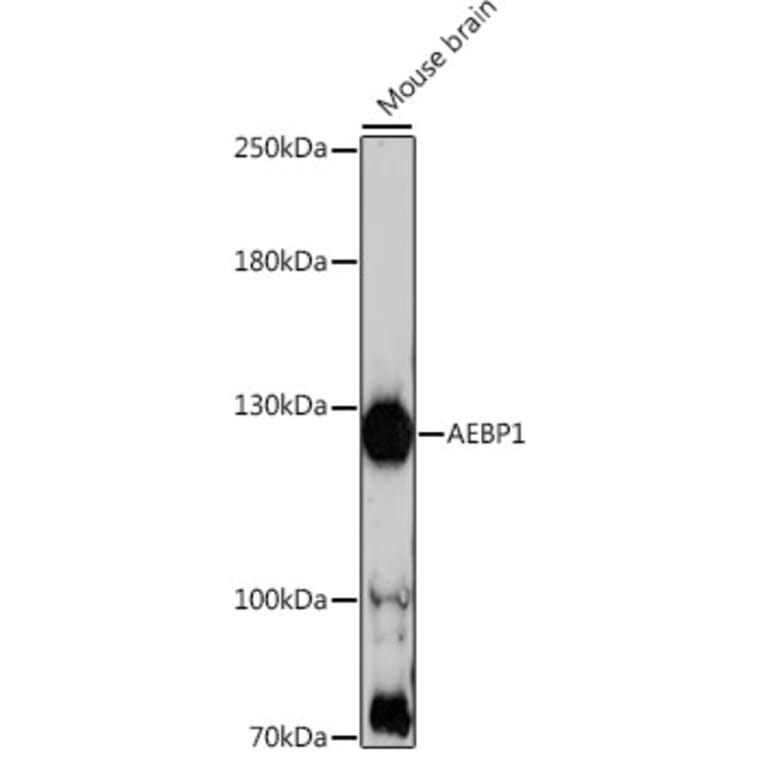 Western Blot - Anti-AEBP1 Antibody (A88167) - Antibodies.com