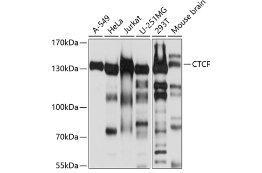 Western Blot - Anti-CTCF Antibody (A12562) - Antibodies.com
