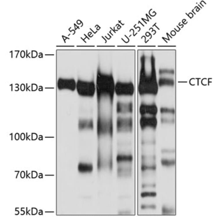 Western Blot - Anti-CTCF Antibody (A12562) - Antibodies.com