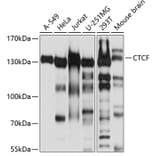 Western Blot - Anti-CTCF Antibody (A12562) - Antibodies.com