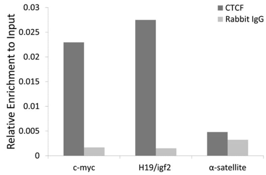 Chromatin Immunoprecipitation - Anti-CTCF Antibody (A12562) - Antibodies.com