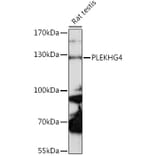 Western Blot - Anti-PLEKHG4 Antibody (A88172) - Antibodies.com