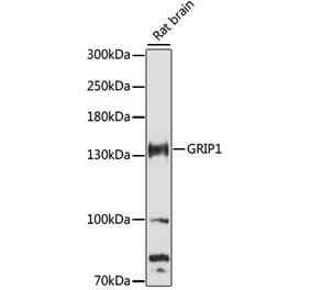 Western Blot - Anti-GRIP1 Antibody (A88173) - Antibodies.com